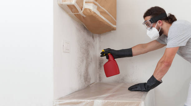 Professional Black Mold Remediation technician working in Lonaconing, MD