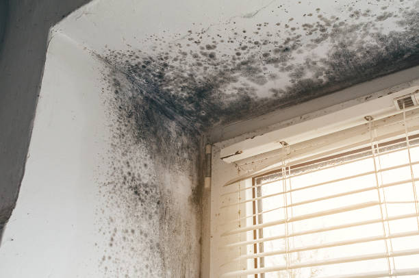 Affordable Black Mold Remediation solutions in Lonaconing, MD